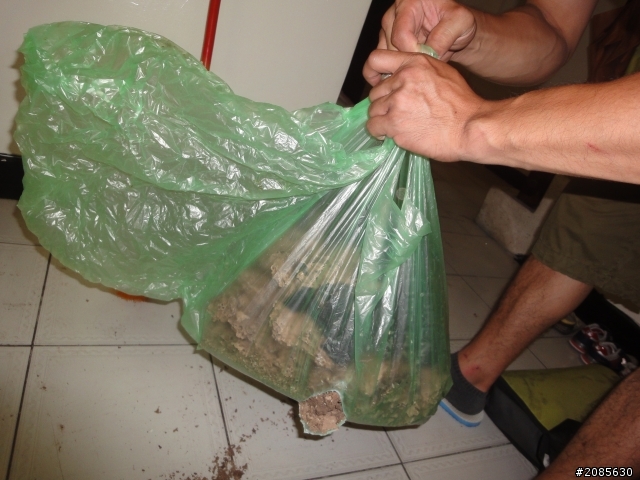 羅倫索沙發下有數萬隻白蟻！