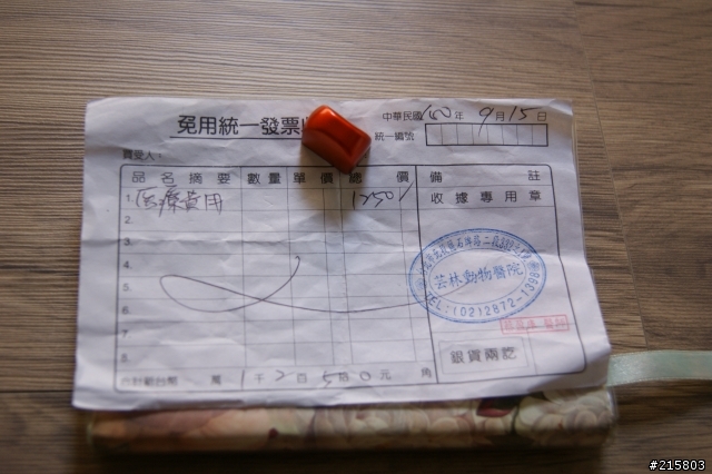 小狗(小黃) 脊椎被撞斷, 急需援助 - 希望我能夠幫助到牠.