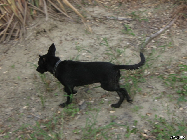 田鼠獵犬送養,靈巧親人又顧家