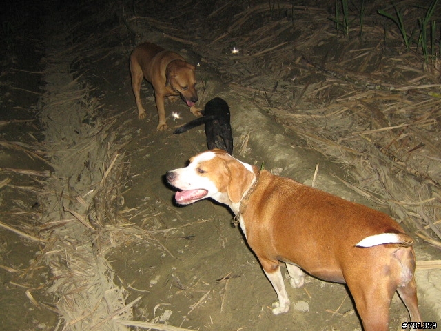 田鼠獵犬送養,靈巧親人又顧家