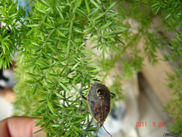 什麼甲蟲?
