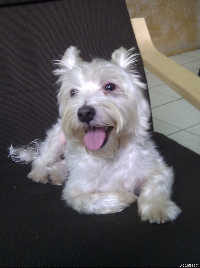 [台南市]請協尋狗狗(西高地白梗混瑪爾濟斯)