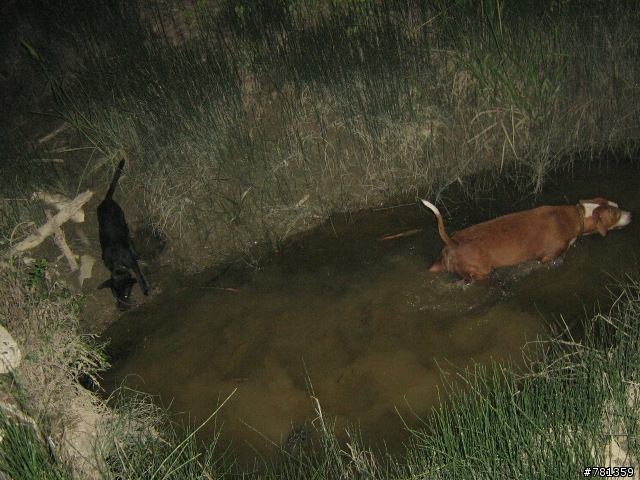 田鼠獵犬送養,靈巧親人又顧家