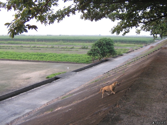 田鼠獵犬送養,靈巧親人又顧家