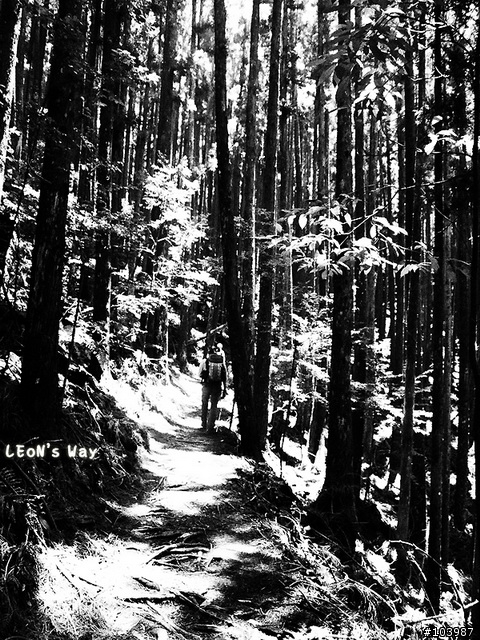 【分享】谷關七雄-馬崙山