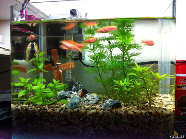 粉紅斑馬，黃金青苔鼠，綠菊，虎耳的新手懶人缸。
