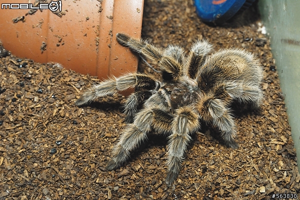 入內請注意，會走動且色彩繽紛的仙人掌 (誤)