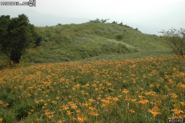 2011中秋連假所拍的六十石山金針花