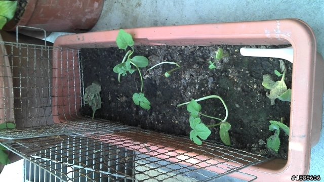 喔喔...西瓜發芽了!!!(9/3更新)