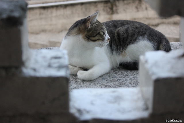 侯硐貓村分享