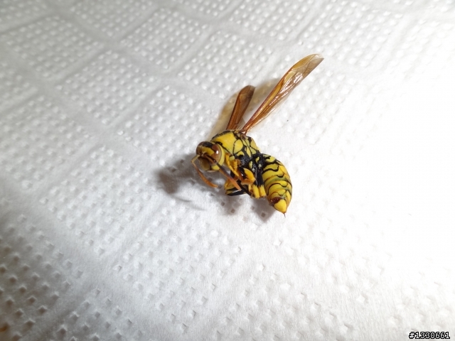 這是什麼蜜蜂？家裡剛剛飛來兩隻！嚇死了