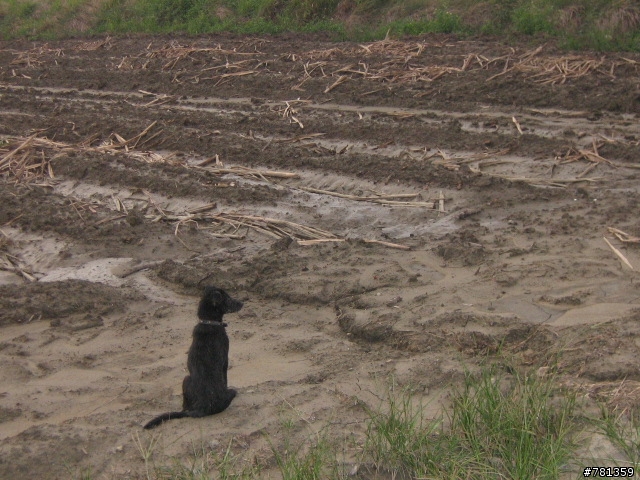 田鼠獵犬送養,靈巧親人又顧家