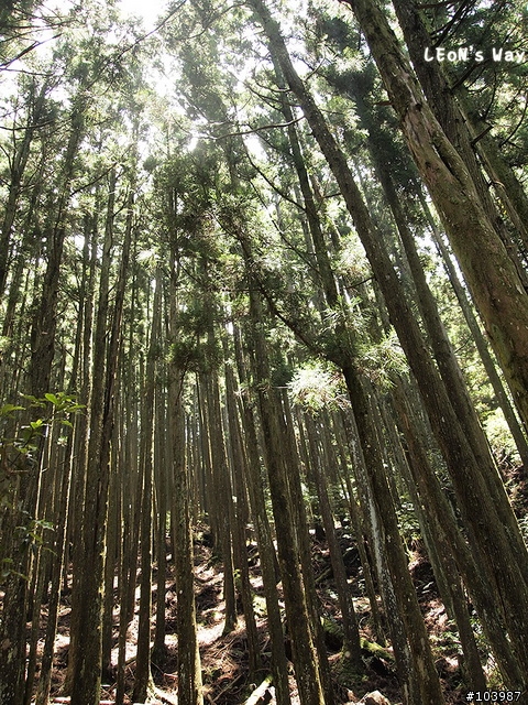 【分享】谷關七雄-馬崙山