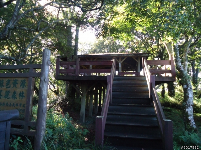 10/23-10/24阿里山之戀(龍銀山步道-祝山日出-對高岳步道)