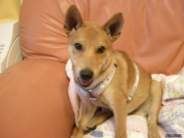 協尋黃色柴犬..在龍井龍社路附近走失..