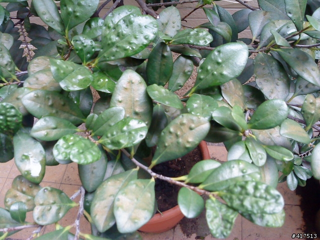 植物生病了...ˊˋ