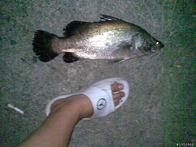 (好久沒發文+近兩個月漁獲XDDDD)南寮漁港總算對我開恩