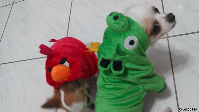 Angry Birds開箱～