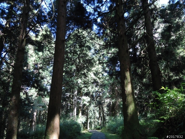 10/23-10/24阿里山之戀(龍銀山步道-祝山日出-對高岳步道)