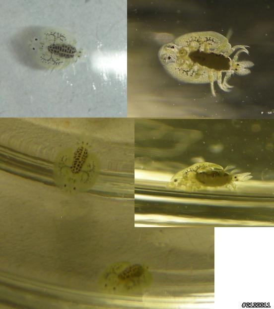 魚缸裡出現怪生物