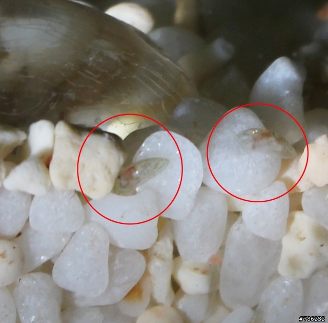 我的小小魚缸裡發現奇怪的生物