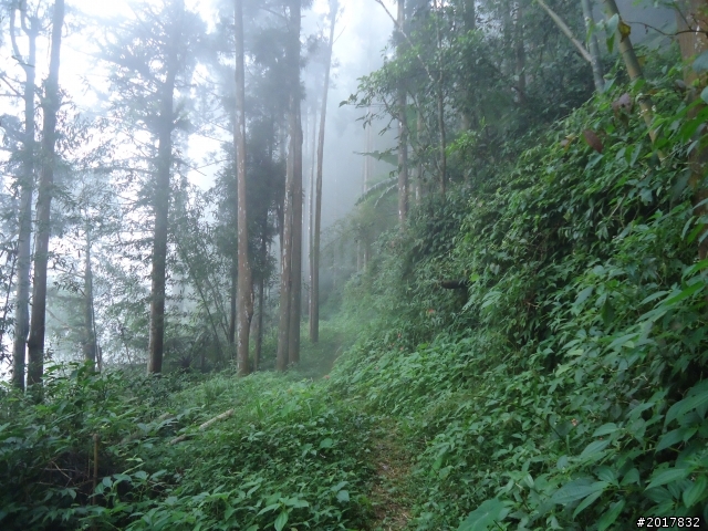 10/23-10/24阿里山之戀(龍銀山步道-祝山日出-對高岳步道)