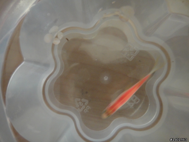 請問這橘色的小魚是??