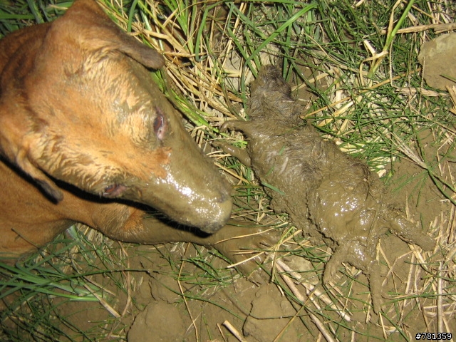田鼠獵犬送養,靈巧親人又顧家