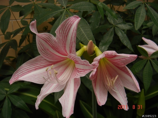 什麼花?