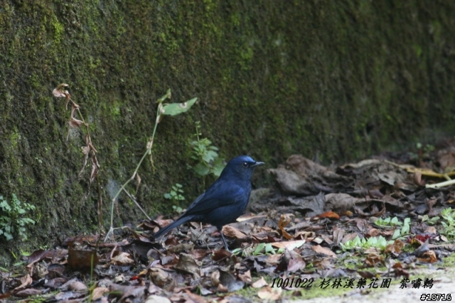 Canon 5d真的不適合打鳥嗎？分享400mm F5.6鏡頭砲衣自製及第一次打鳥