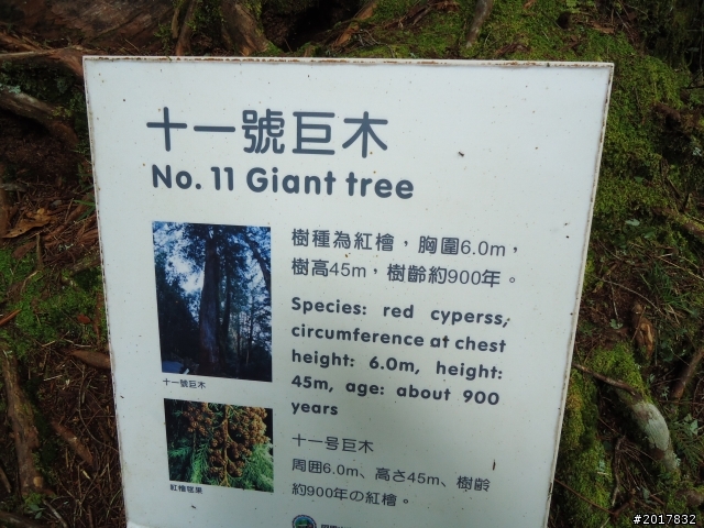10/23-10/24阿里山之戀(龍銀山步道-祝山日出-對高岳步道)
