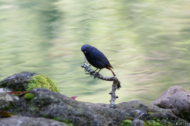 Canon 5d真的不適合打鳥嗎？分享400mm F5.6鏡頭砲衣自製及第一次打鳥