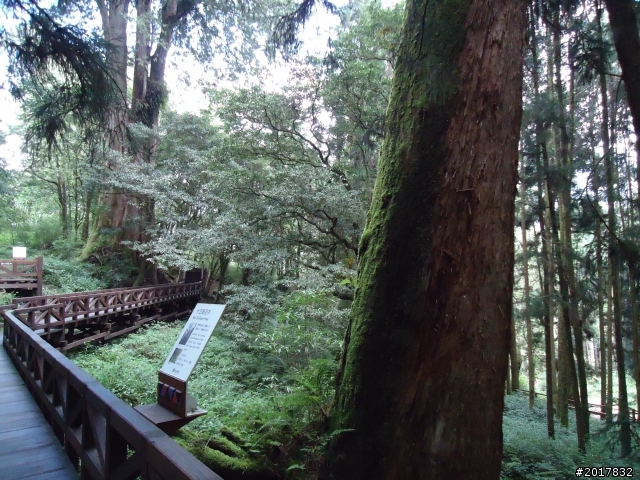 10/23-10/24阿里山之戀(龍銀山步道-祝山日出-對高岳步道)