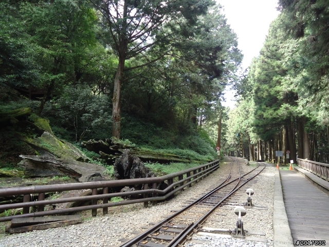 10/23-10/24阿里山之戀(龍銀山步道-祝山日出-對高岳步道)