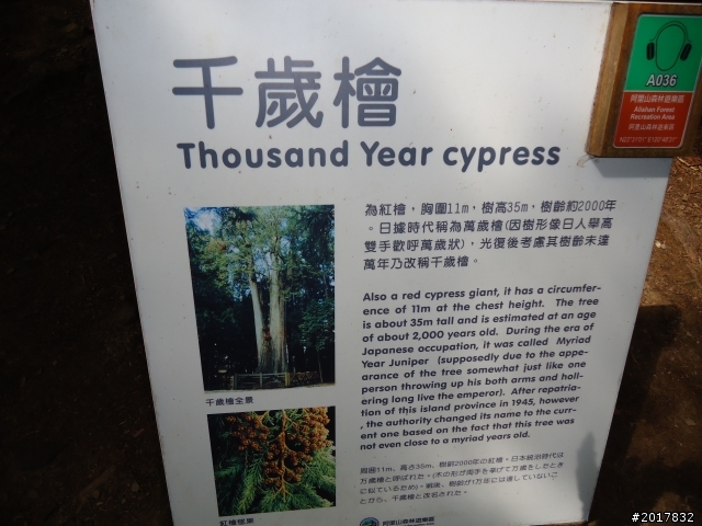 10/23-10/24阿里山之戀(龍銀山步道-祝山日出-對高岳步道)