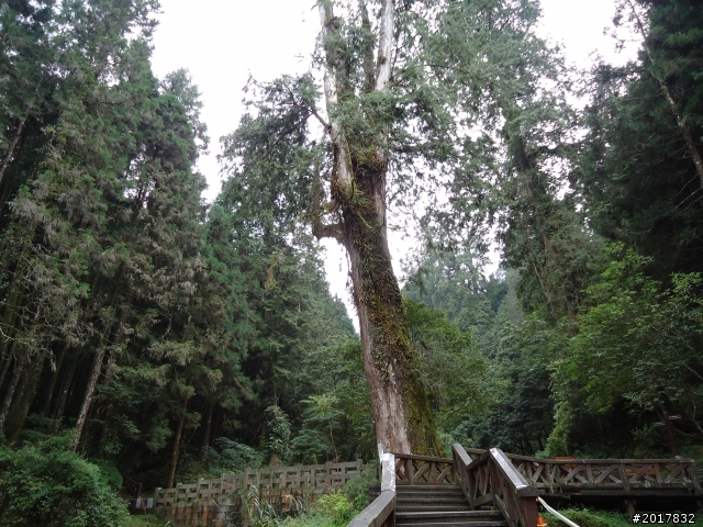 10/23-10/24阿里山之戀(龍銀山步道-祝山日出-對高岳步道)