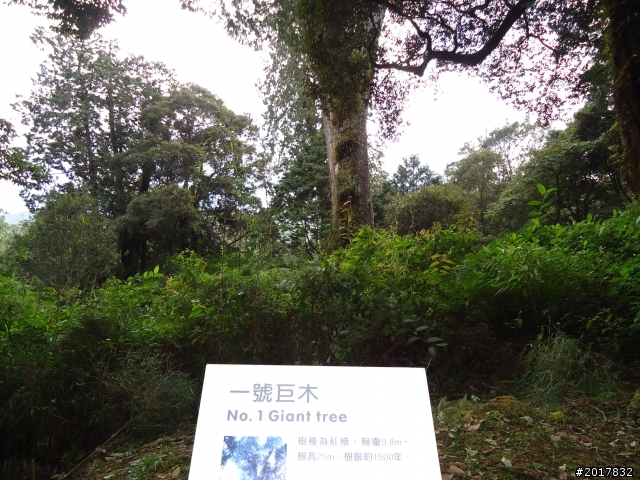 10/23-10/24阿里山之戀(龍銀山步道-祝山日出-對高岳步道)