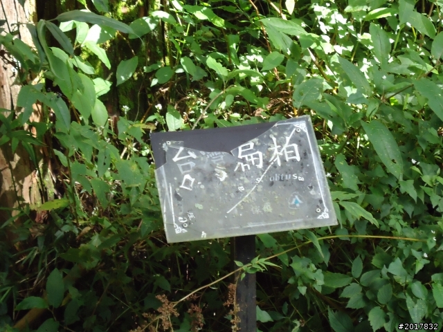 10/23-10/24阿里山之戀(龍銀山步道-祝山日出-對高岳步道)