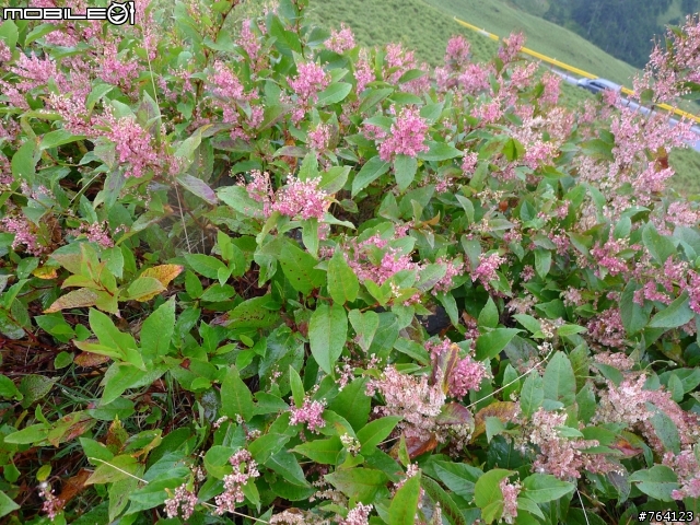 [請益] 關於植物