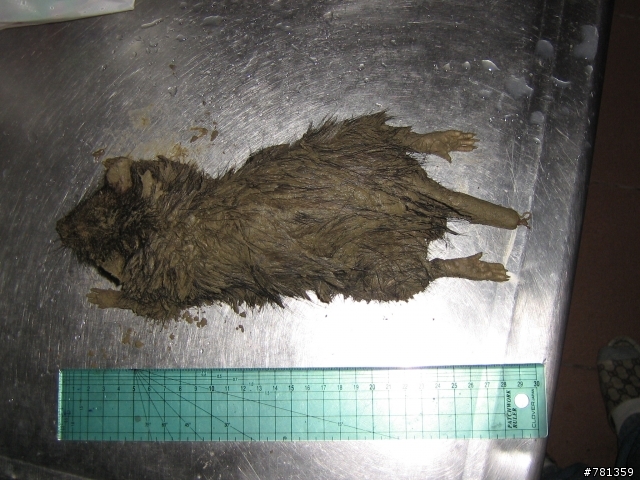 田鼠獵犬送養,靈巧親人又顧家