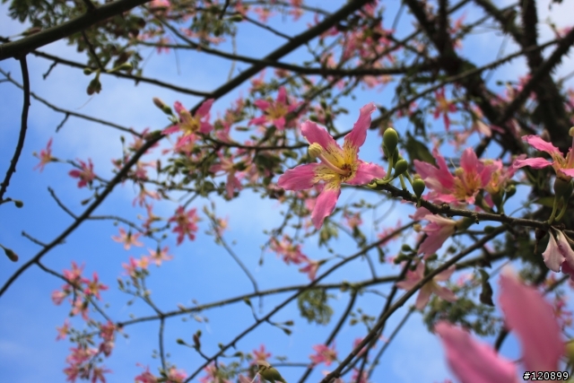 請教高手幫忙解惑(圖多)