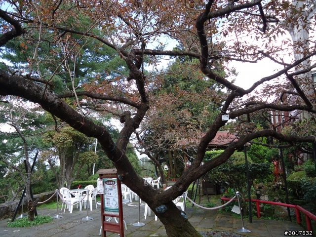 10/23-10/24阿里山之戀(龍銀山步道-祝山日出-對高岳步道)