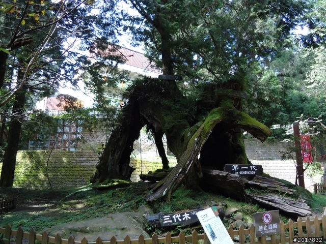 10/23-10/24阿里山之戀(龍銀山步道-祝山日出-對高岳步道)