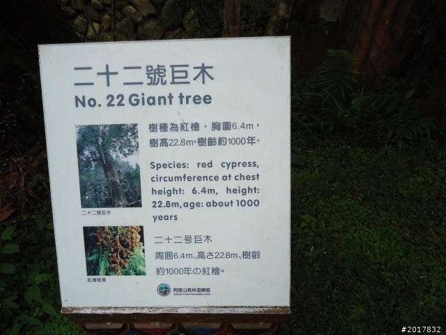 10/23-10/24阿里山之戀(龍銀山步道-祝山日出-對高岳步道)