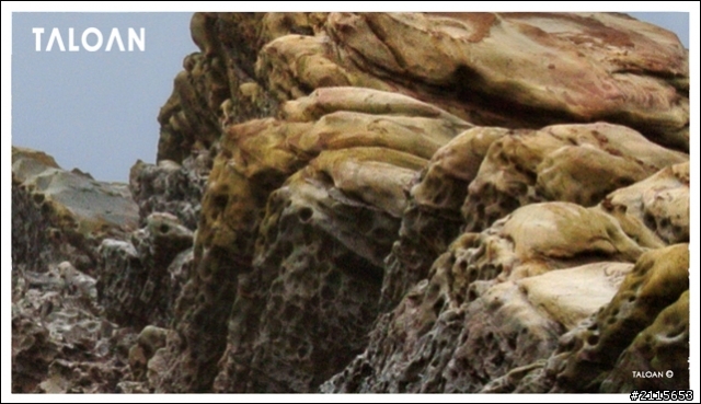 【Nikon 1套組10-30mm鏡頭拍生態】之二