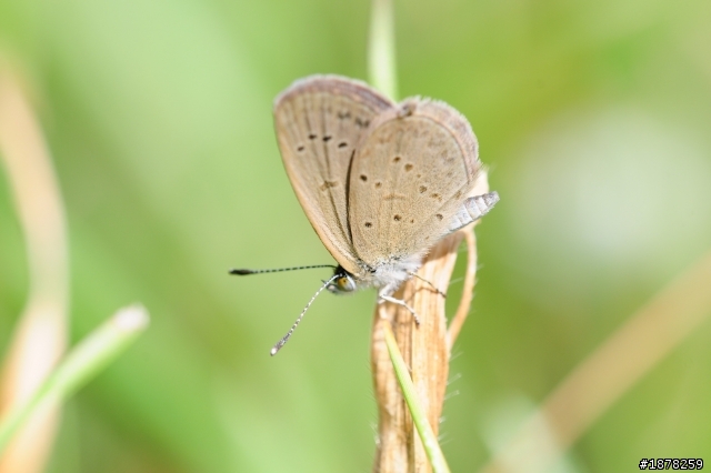 不專業開箱文，新版sigma 150mm F2.8 apo macro ex dg os 微距鏡+新增試拍照(發文發錯位置，重發一次sorry)