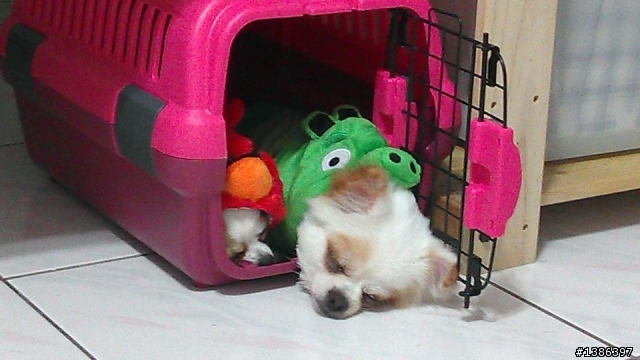 Angry Birds開箱～