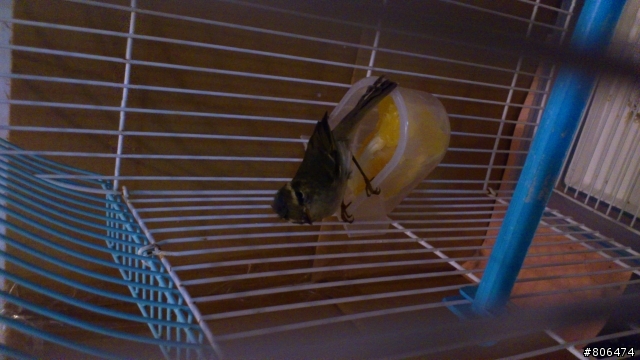 請問這是什麼鳥呢??