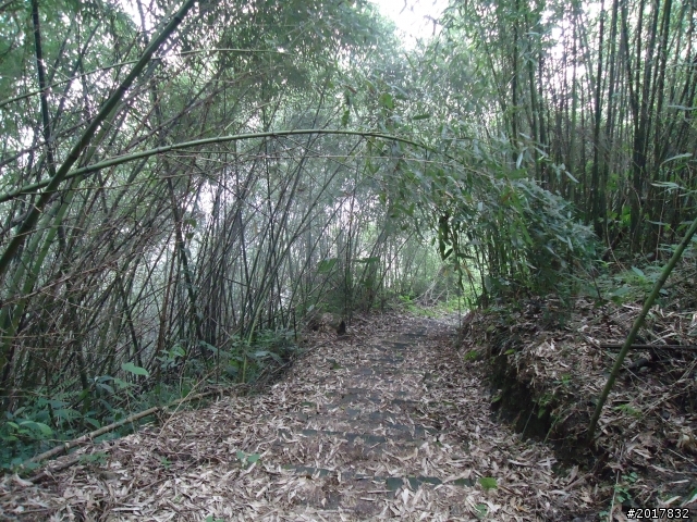 10/23-10/24阿里山之戀(龍銀山步道-祝山日出-對高岳步道)