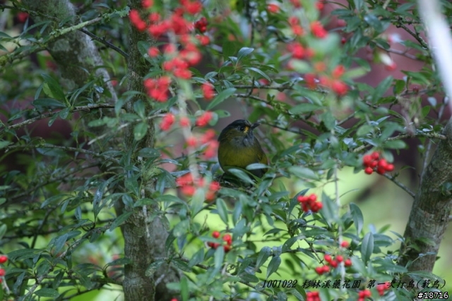 Canon 5d真的不適合打鳥嗎？分享400mm F5.6鏡頭砲衣自製及第一次打鳥
